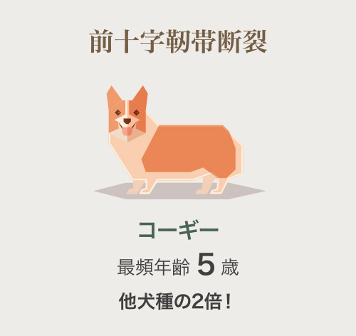 コーギー