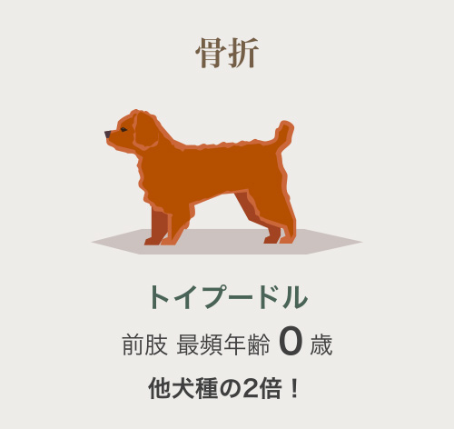 トイプードル