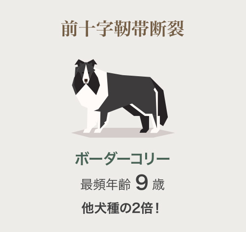 ボーダーコリー