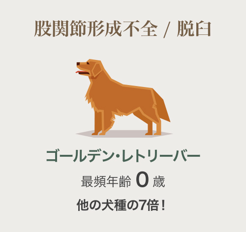 イタリアングレーハウンド