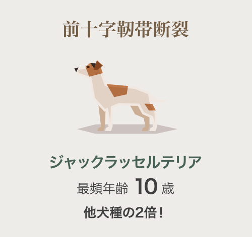 ジャックラッセルテリア
