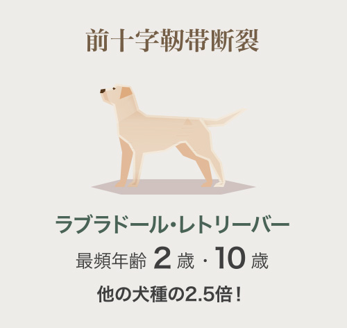 ラブラドール・レトリーバー