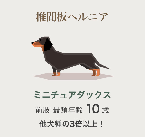 ミニチュアダックス