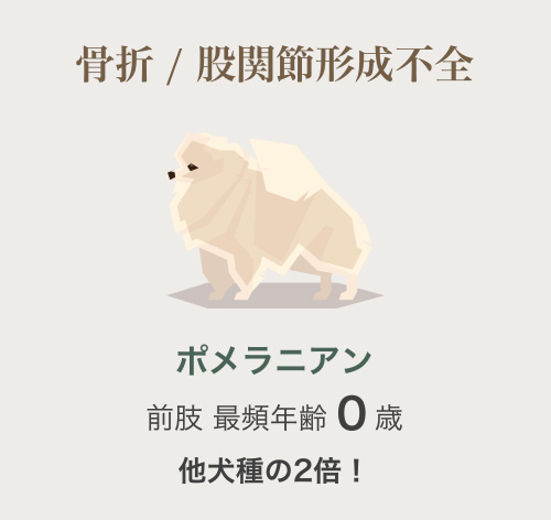 ポメラニアン
